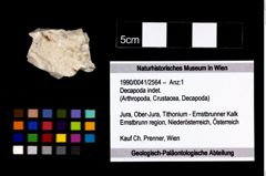 Foto (Objekt + Etikett) von Decapoda indet.  (NHMW-GEO-1990-0041-2564)